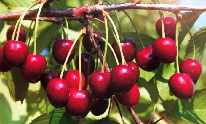 Ang mga varieties ng Cherry Ovstuzhenka