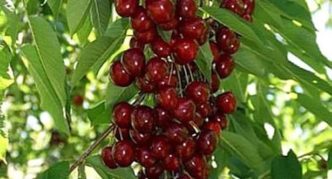 Mga varieties ng Cherry na Sylvia