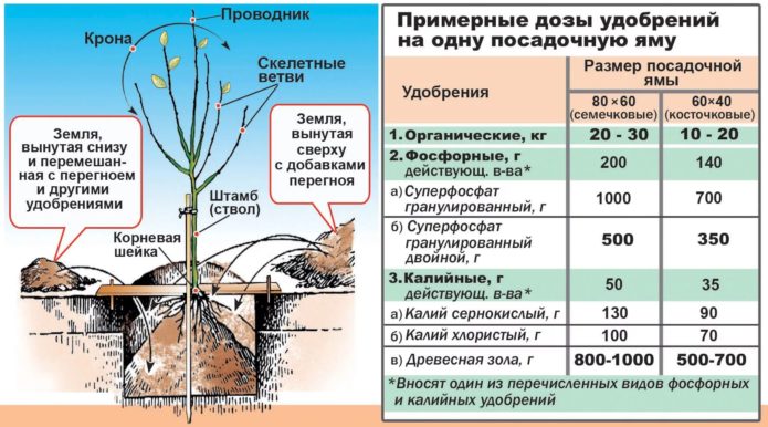 Fertilizantes usados ​​para o plantio