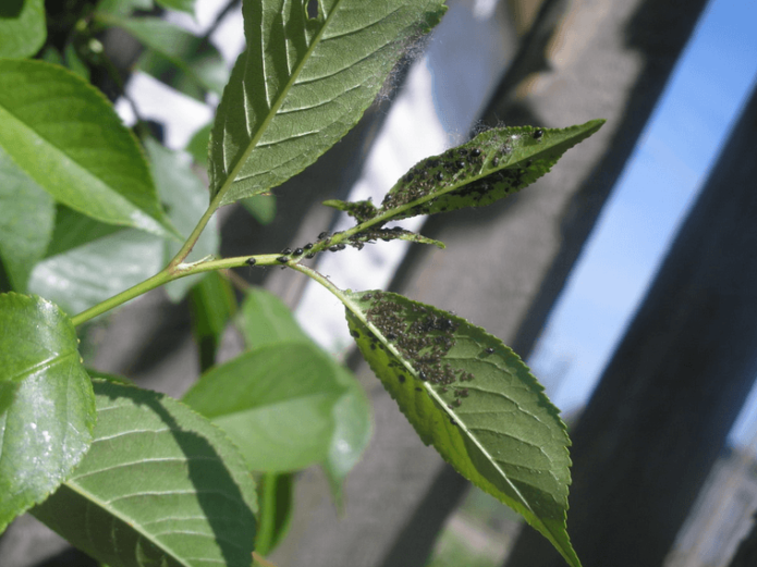 Pulgones en hojas de cerezo