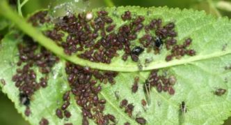 Puceron du cerisier sur les feuilles