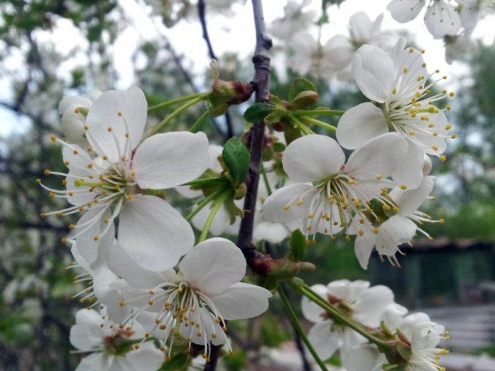 Delikate kirsebærblomster