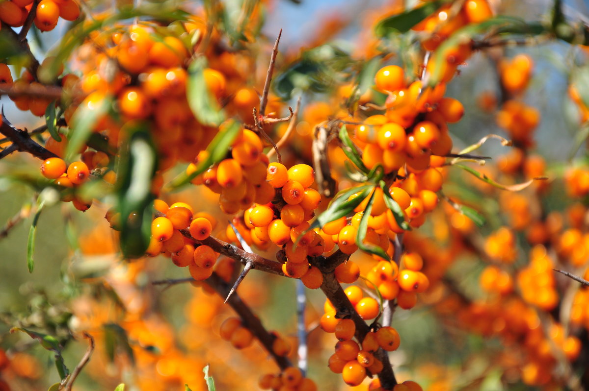 Altai sea buckthorn: pelbagai yang popular dengan buah beri yang enak