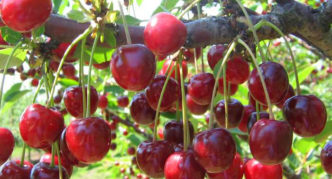 Variétés de cerises à la mémoire de Yenikeev