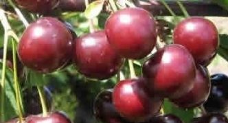 Mga uri ng Cherry na Tamaris