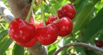 Cherry Amorel ροζ