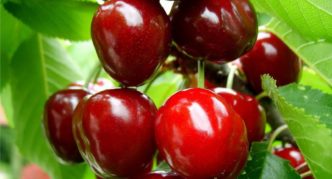 Cherry Lot