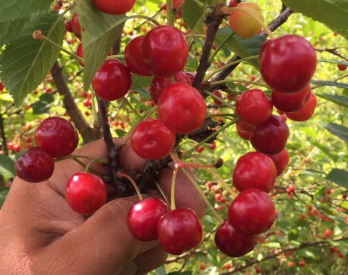 Variedad de cereza bielorrusa Vianok