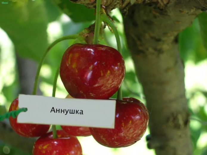 Variedad Annushka