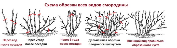 Обща резитба на касис