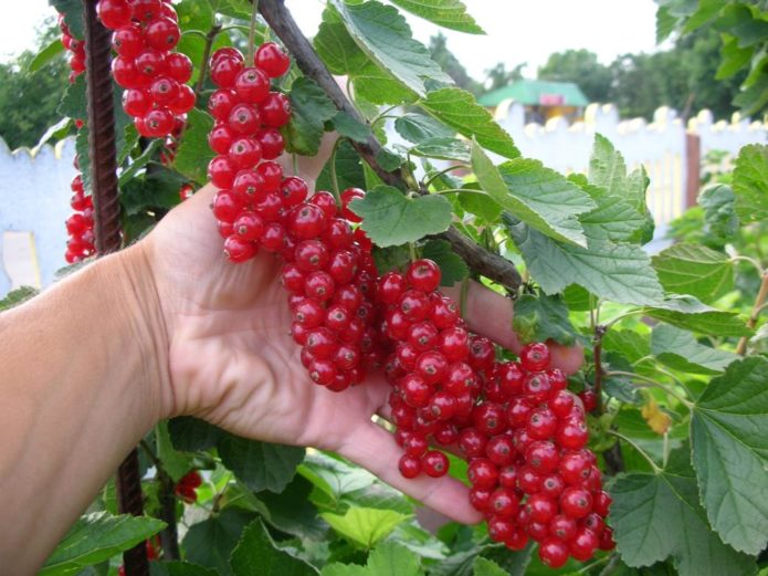 Rovada - red currant