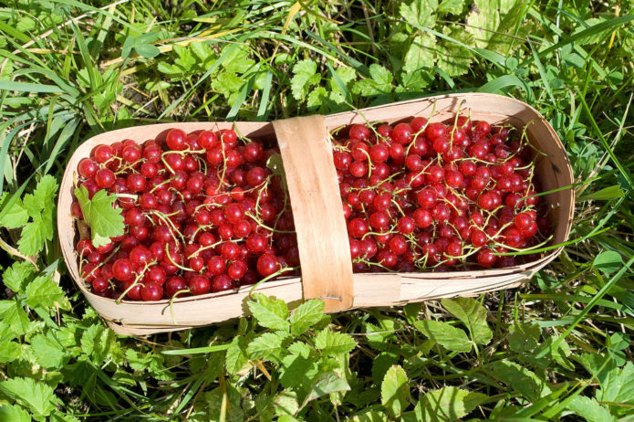 Bayas de grosella roja