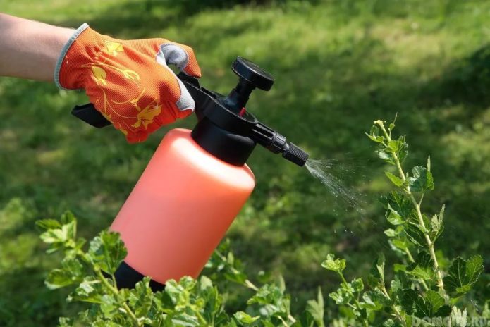 Spraying currants