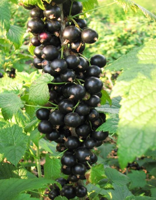 Coacăze negre coloane