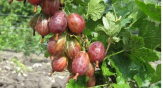 Gooseberry variety Kazachok