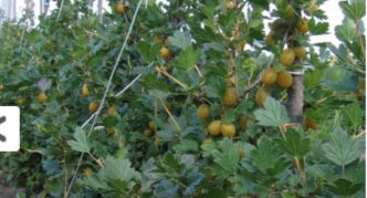 Gooseberry variety Kursu Dzintars