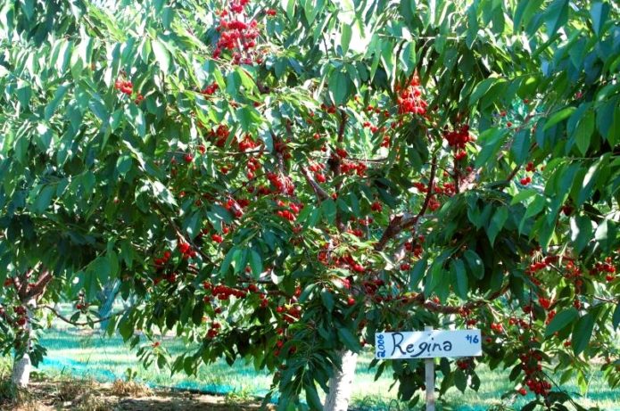 Cerezo Regina con frutos rojos