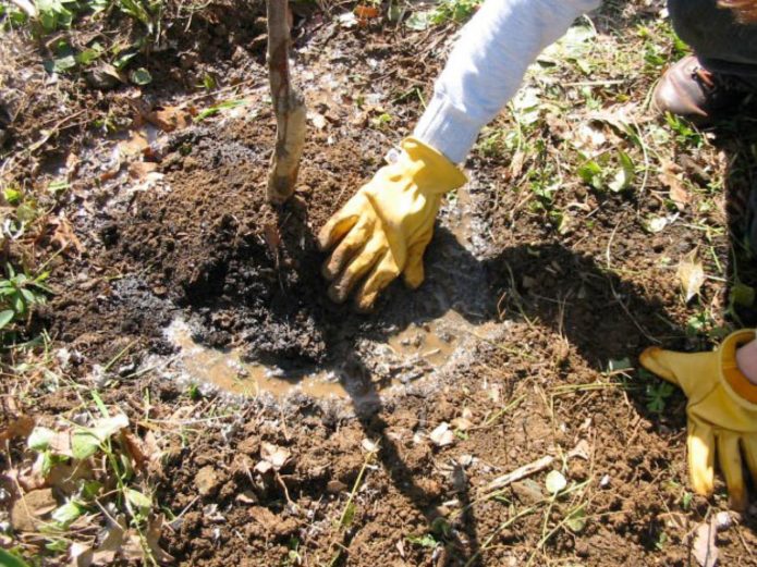 Udarea cireșelor la plantare