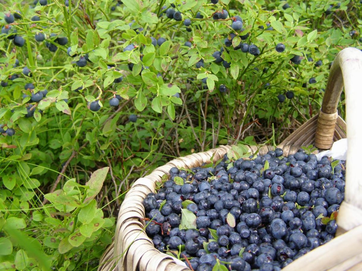 garden blueberry