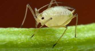 Aphid