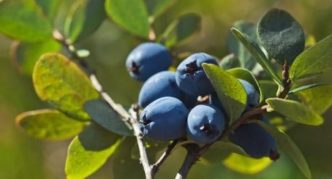 Garden Blueberry Keen Eye