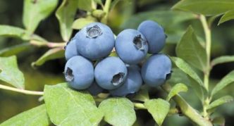 Garten Blaubeer Chanticleer