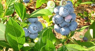 Κορυφαίο καπέλο κήπου Blueberry