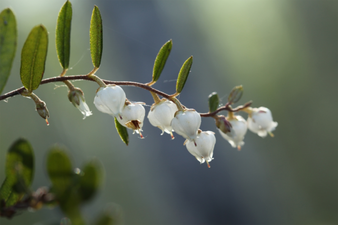 Blaubeerblüten