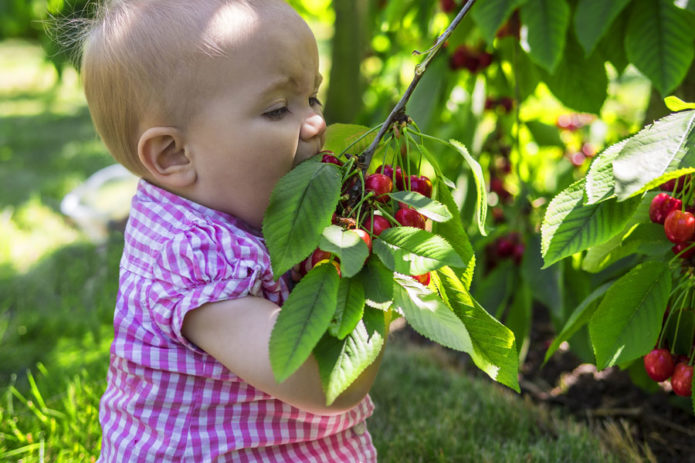 La ragazza mangia le ciliegie direttamente dall'albero