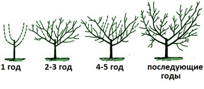 Ķiršu atzarošana diagrammā