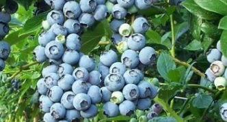 Berkeley Blaubeeren