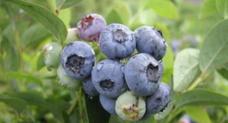 Blueberry Blue Etta