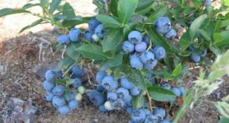 Blaubeeren Blauer Placer