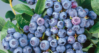 Blueberry asul na prutas