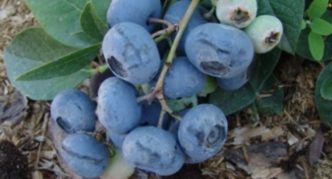 Darrow blueberry