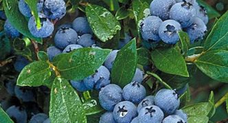 Negara utara Blueberry