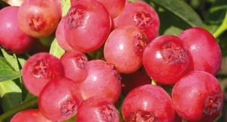 Limonada de arándanos rosa