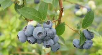 Blaubeer-Putte