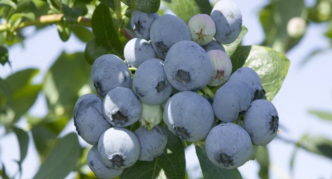 Ποταμός Blueberry