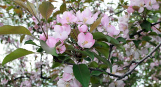 Manzano con flores rosas