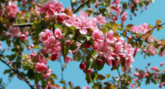 Apfelbaum mit purpurroten Blüten