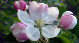 Epletre med hvite og rosa blomster