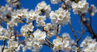 Albero di mele con fiori bianchi