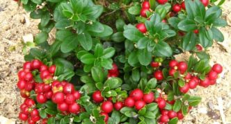 Lingonberry variety Sanna