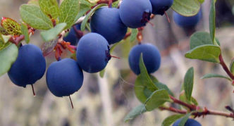 Blaubeer Alvar