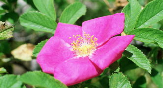 Flor de rosa mosqueta