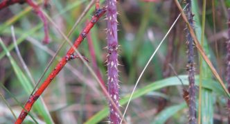 Mei cabang rosehip