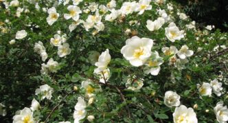 Blooming wild rose