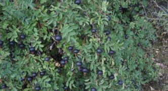 Rosehip prickly with fruits