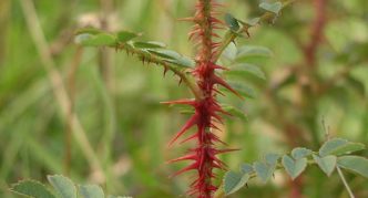 Branch of prickly rosehip